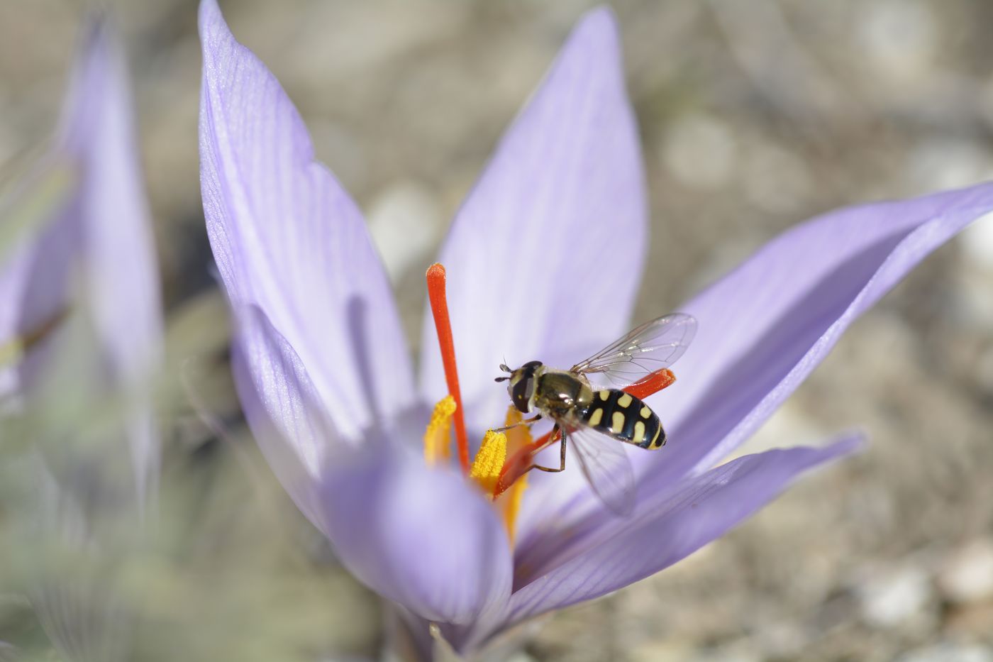 Изображение особи Crocus pallasii.