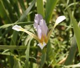 Iris sogdiana. Цветок. Кыргызстан, Нарынская обл., левый берег долины р. Нарын, окр. с. Кенеш, рядом с канавой. 08.06.2015.