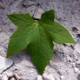 Echinocystis lobata. Лист. Свердловская обл., окр. г. Североуральск, клумба перед домом. 19.07.2014.