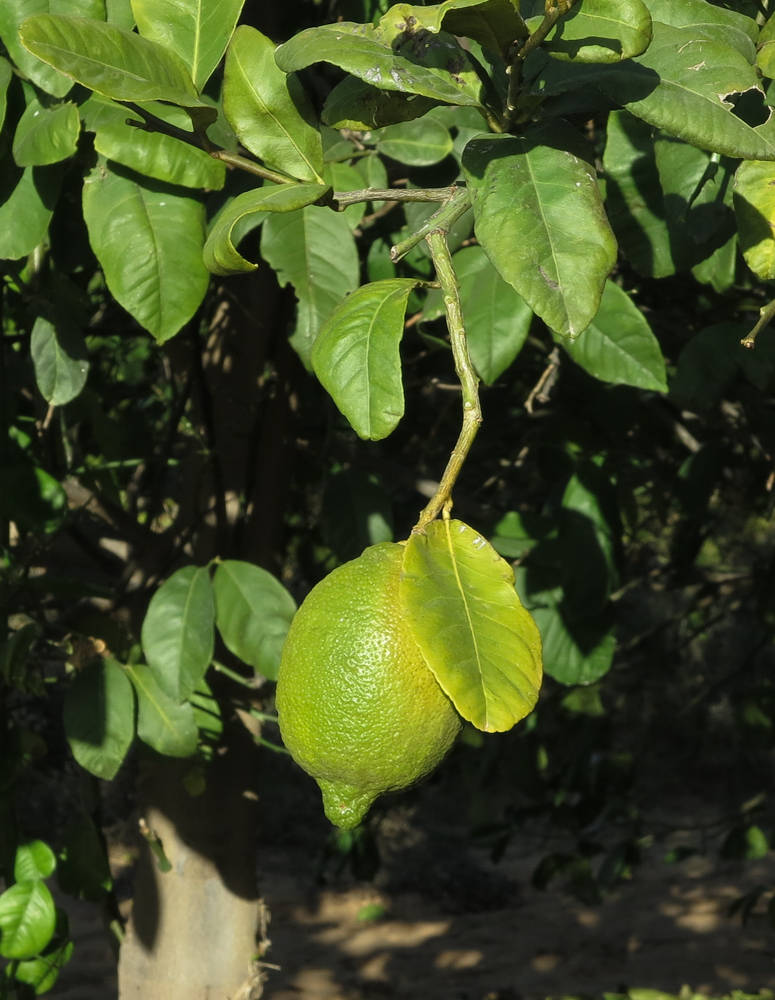 Image of Citrus limon specimen.