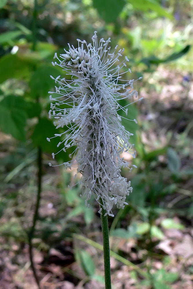 Изображение особи Plantago urvillei.