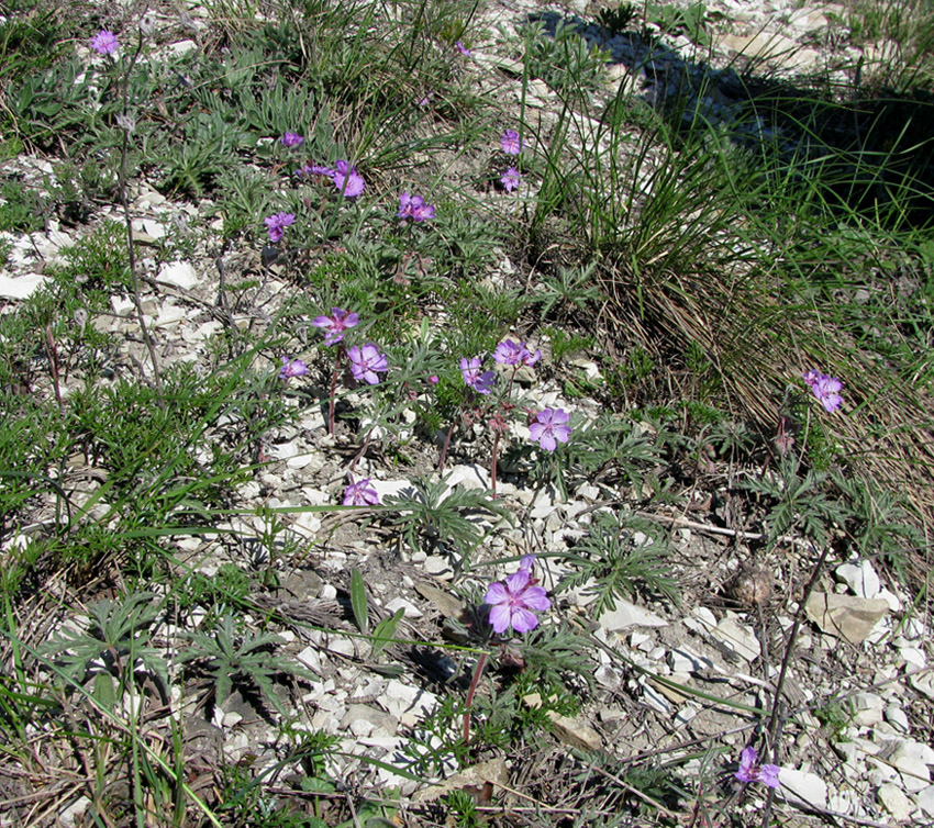 Изображение особи Geranium tuberosum.