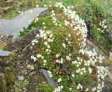 Saxifraga spinulosa