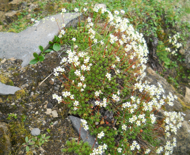 Изображение особи Saxifraga spinulosa.