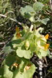 Eremostachys molucelloides