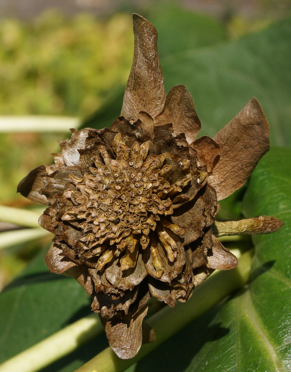 Изображение особи Silphium perfoliatum.