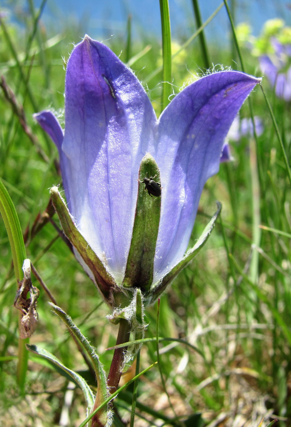 Image of Campanula biebersteiniana specimen.