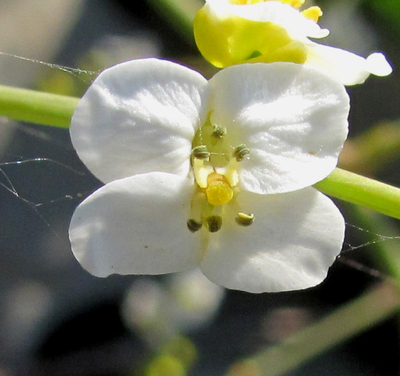 Изображение особи Crambe koktebelica.