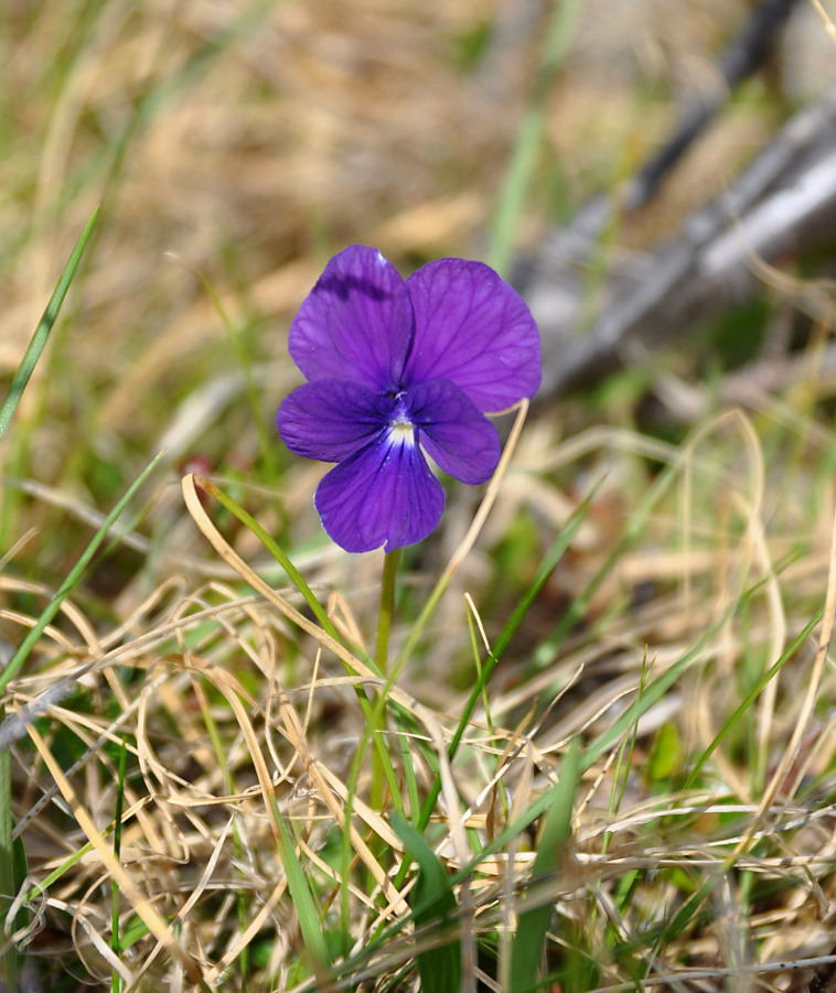 Изображение особи Viola altaica.