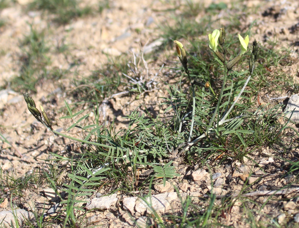 Изображение особи Astragalus xiphidioides.