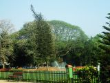 Araucaria heterophylla