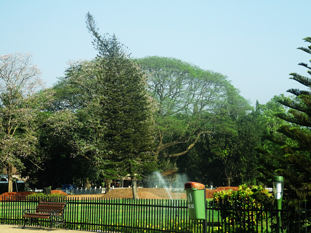 Image of Araucaria heterophylla specimen.