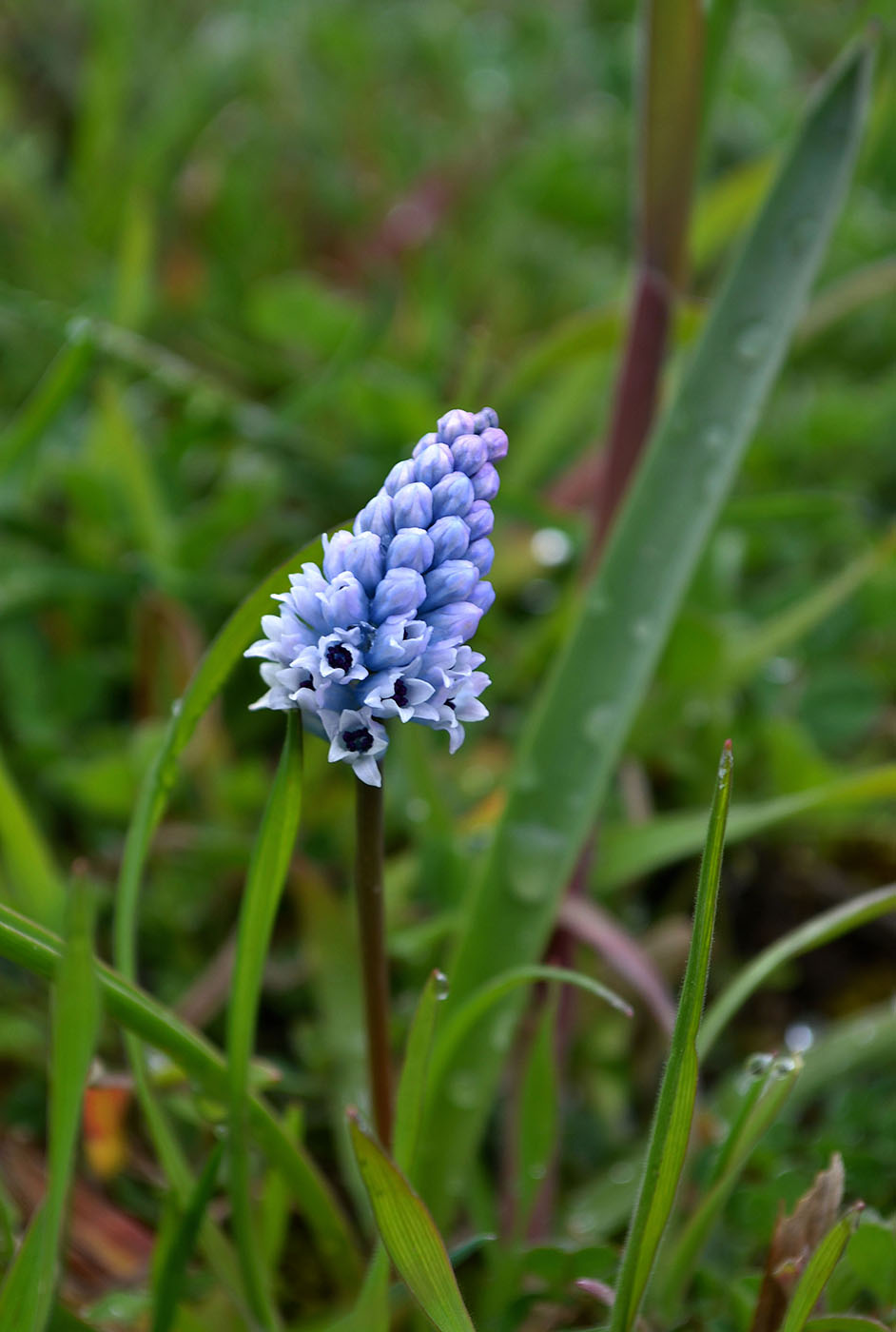 Изображение особи Hyacinthella leucophaea.