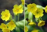 Primula veris