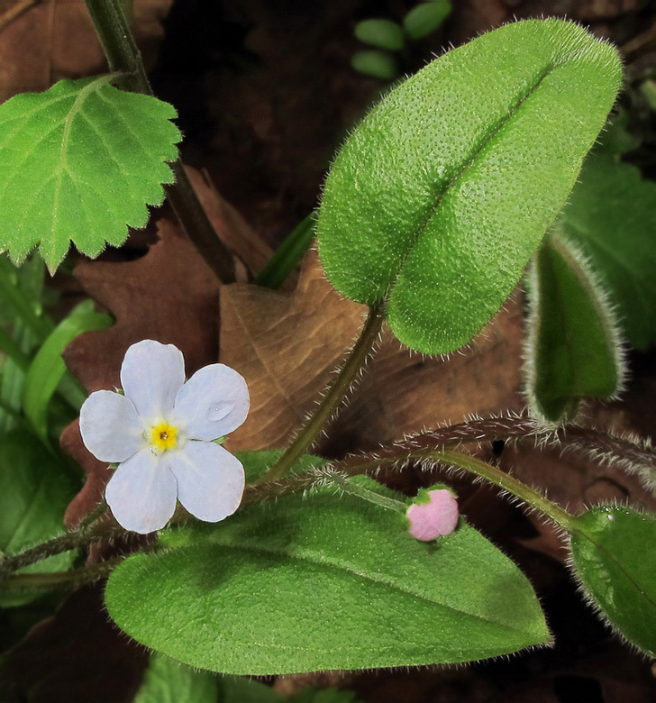 Изображение особи Trigonotis radicans.