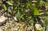 Lathyrus clymenum