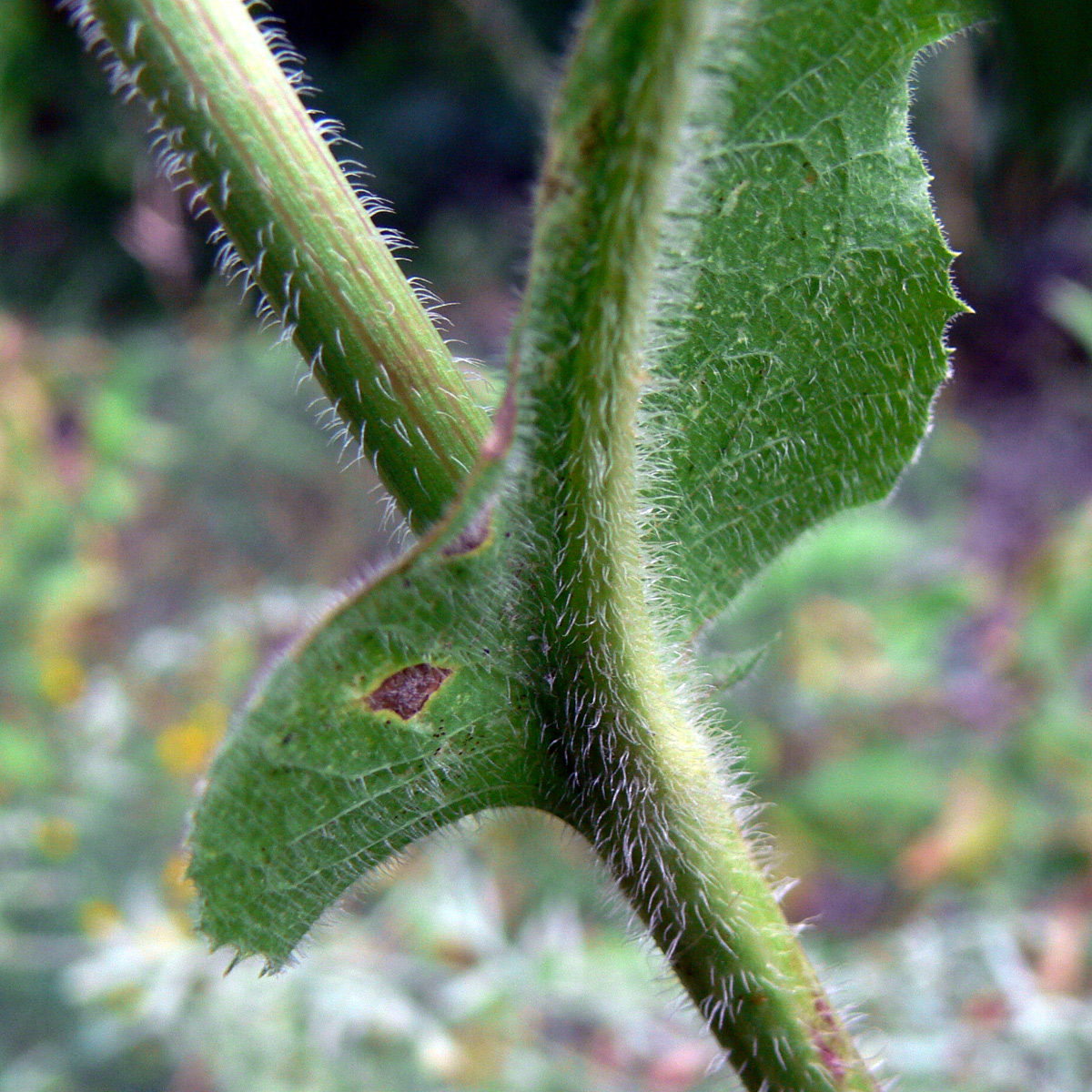 Image of Cichorium intybus specimen.