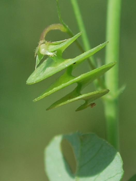 Image of Medicago orbicularis specimen.