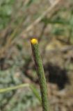 Papaver stevenianum