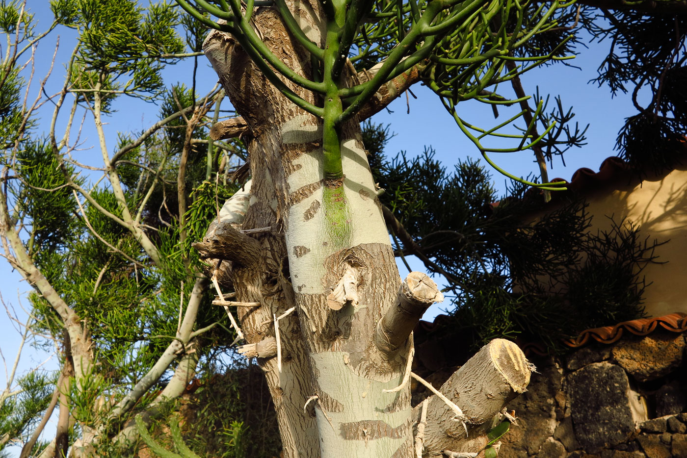 Image of Euphorbia tirucalli specimen.