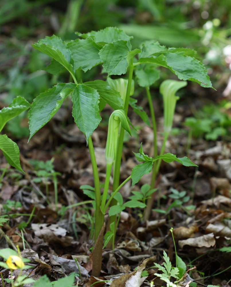 Image of Arisaema komarovii specimen.