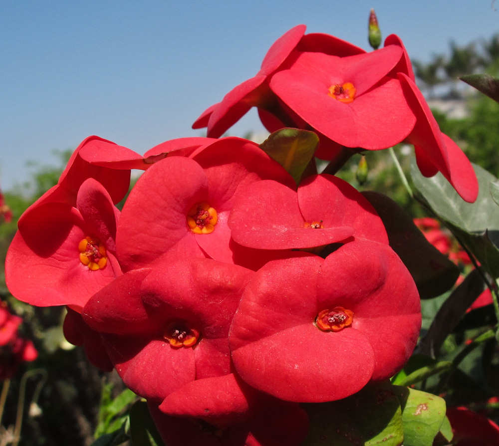 Изображение особи Euphorbia splendens.