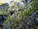 Lycopodium lagopus