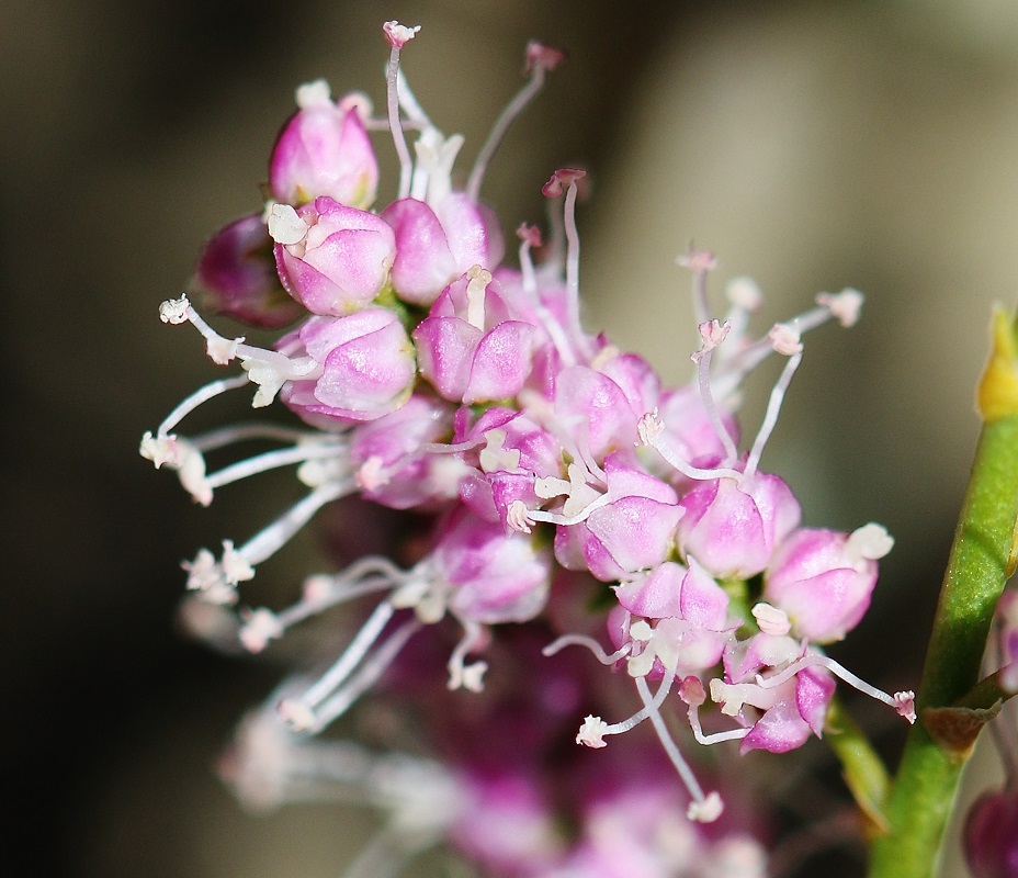 Изображение особи Tamarix ramosissima.