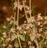 Pergularia tomentosa