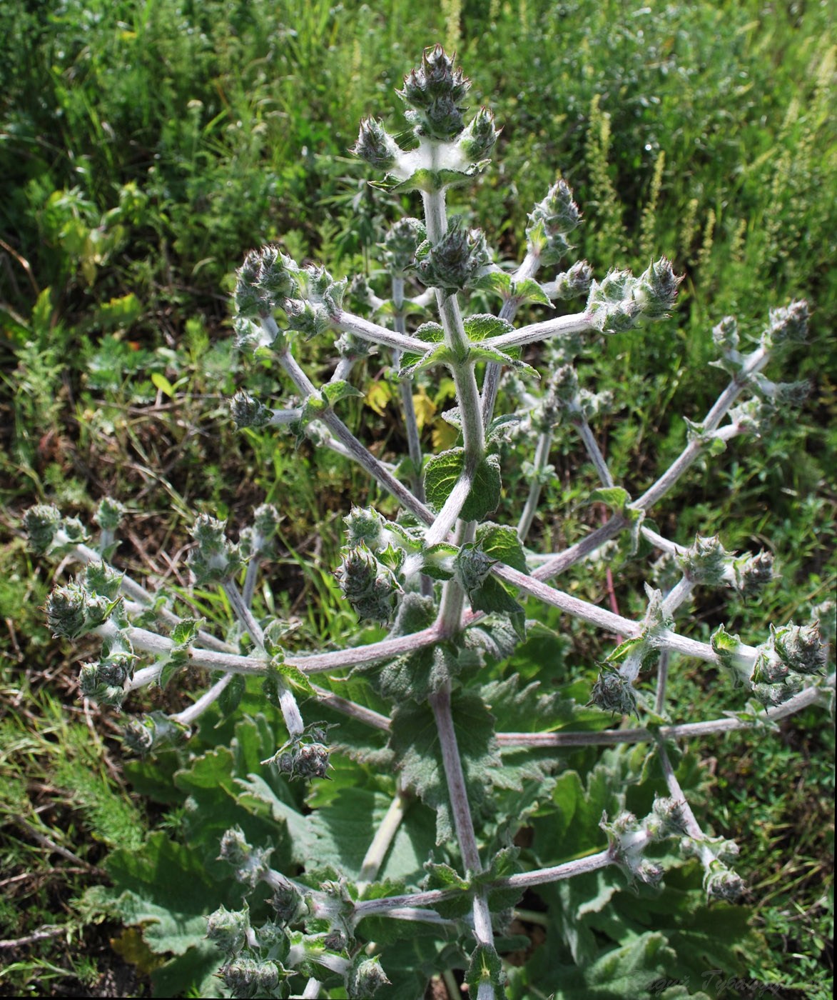 Изображение особи Salvia aethiopis.