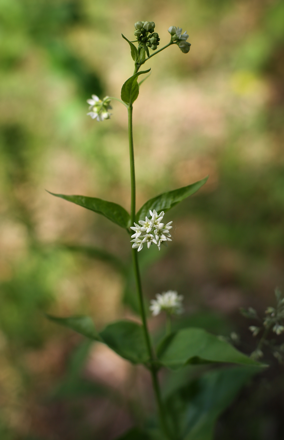 Image of Vincetoxicum hirundinaria specimen.