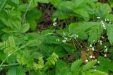 Image of taxon representative. Author is Олег Данилов