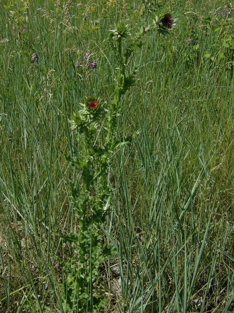 Image of Carduus thoermeri specimen.