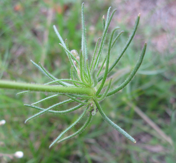 Изображение особи Spergula arvensis.