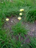 Scorzoneroides autumnalis
