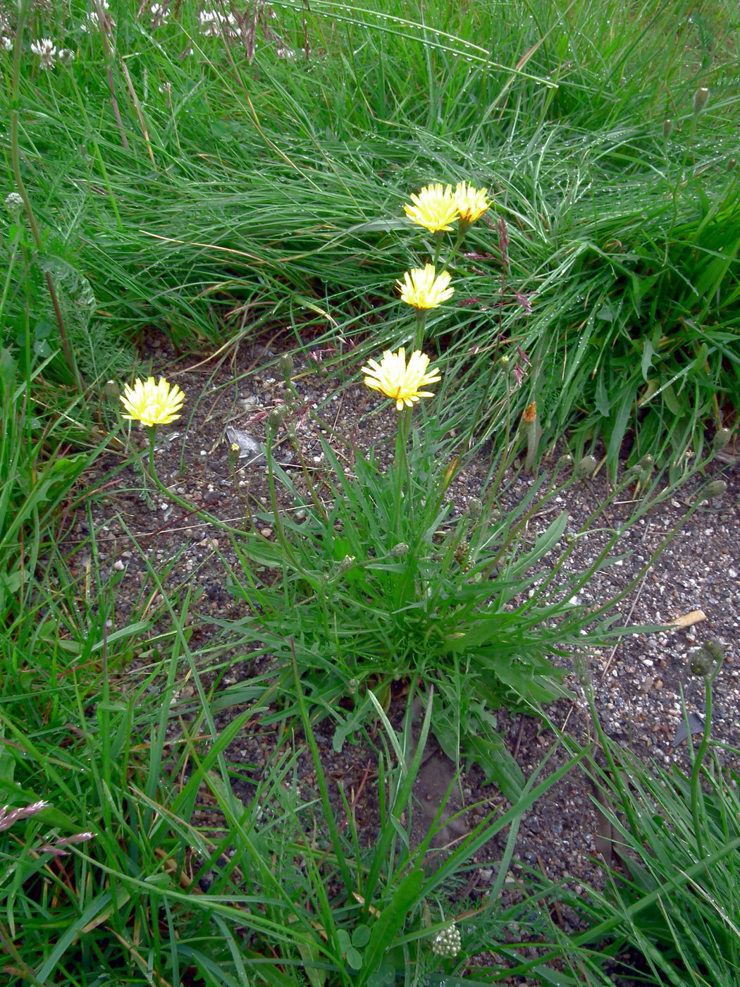 Изображение особи Scorzoneroides autumnalis.