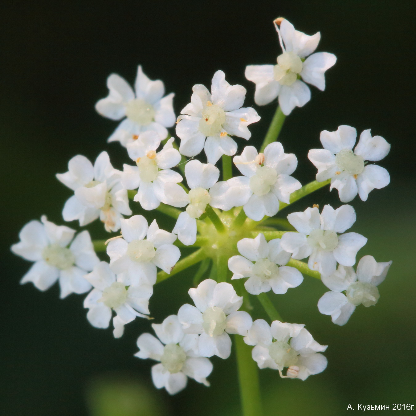 Изображение особи Berula erecta.