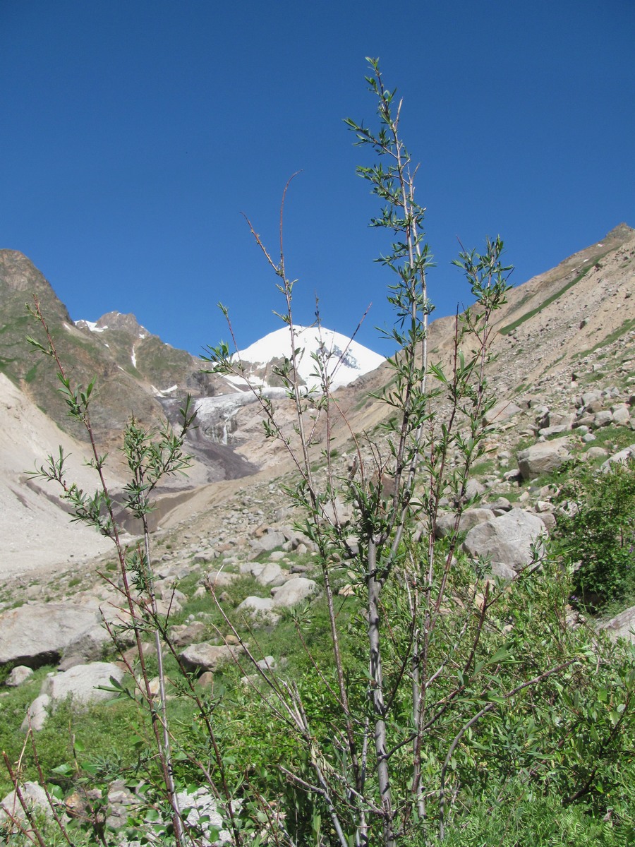 Image of Salix caspica specimen.