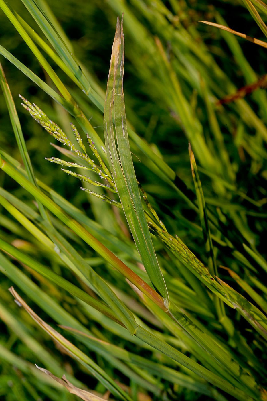 Image of Glyceria notata specimen.