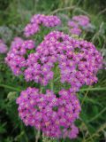 Achillea millefolium