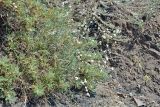 Gypsophila capitata