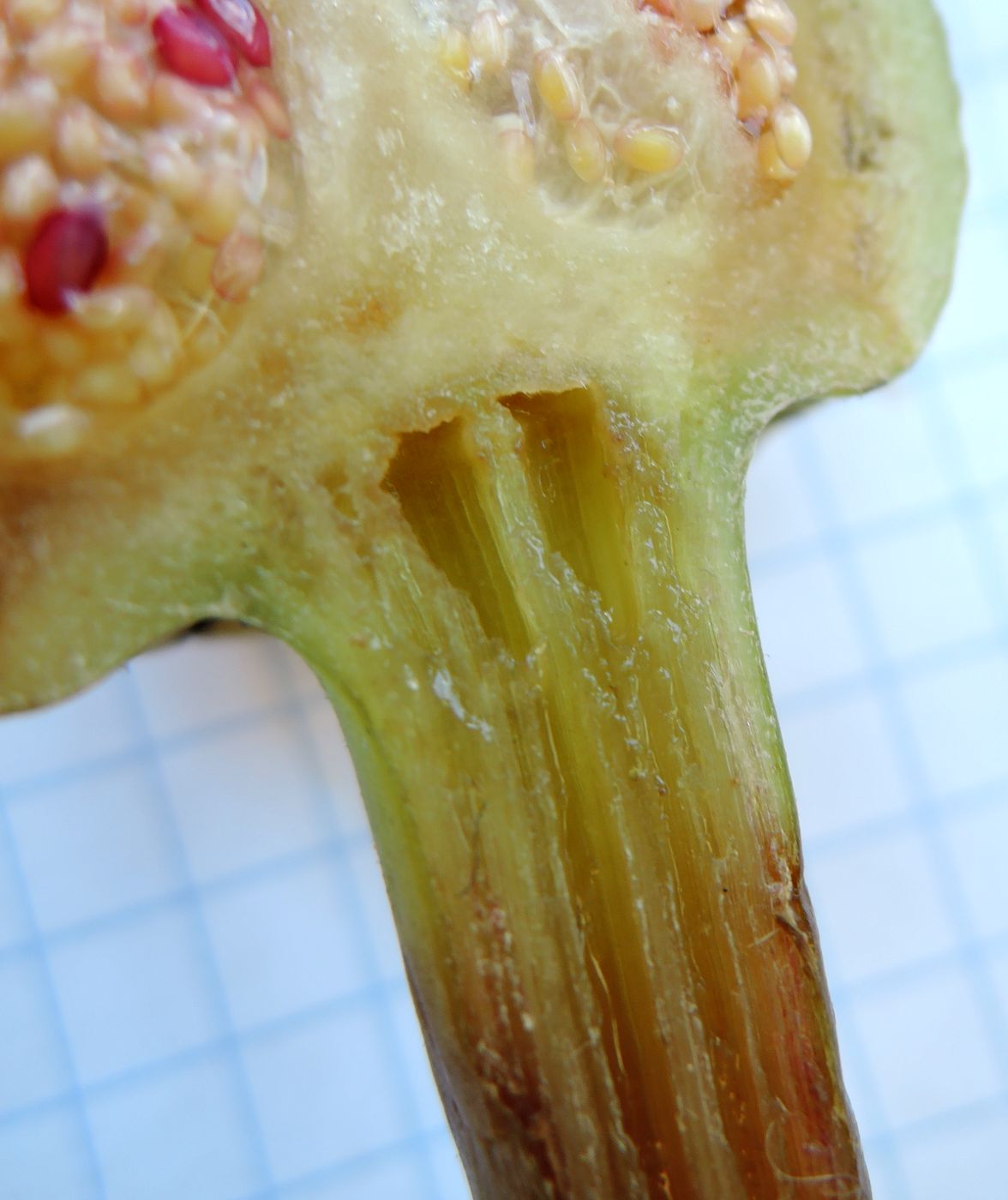 Image of Nymphaea candida specimen.