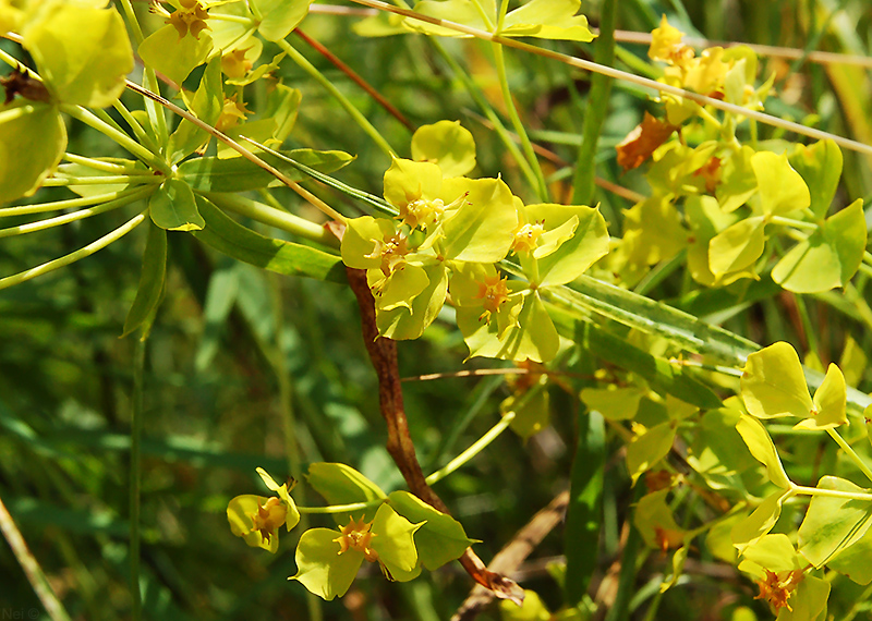 Изображение особи Euphorbia virgata.