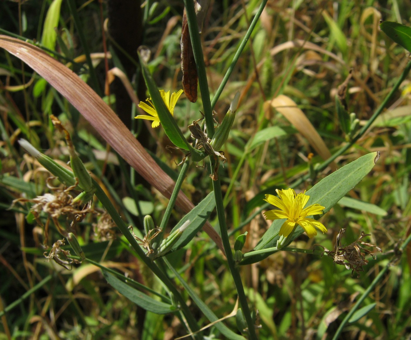 Image of genus Chondrilla specimen.