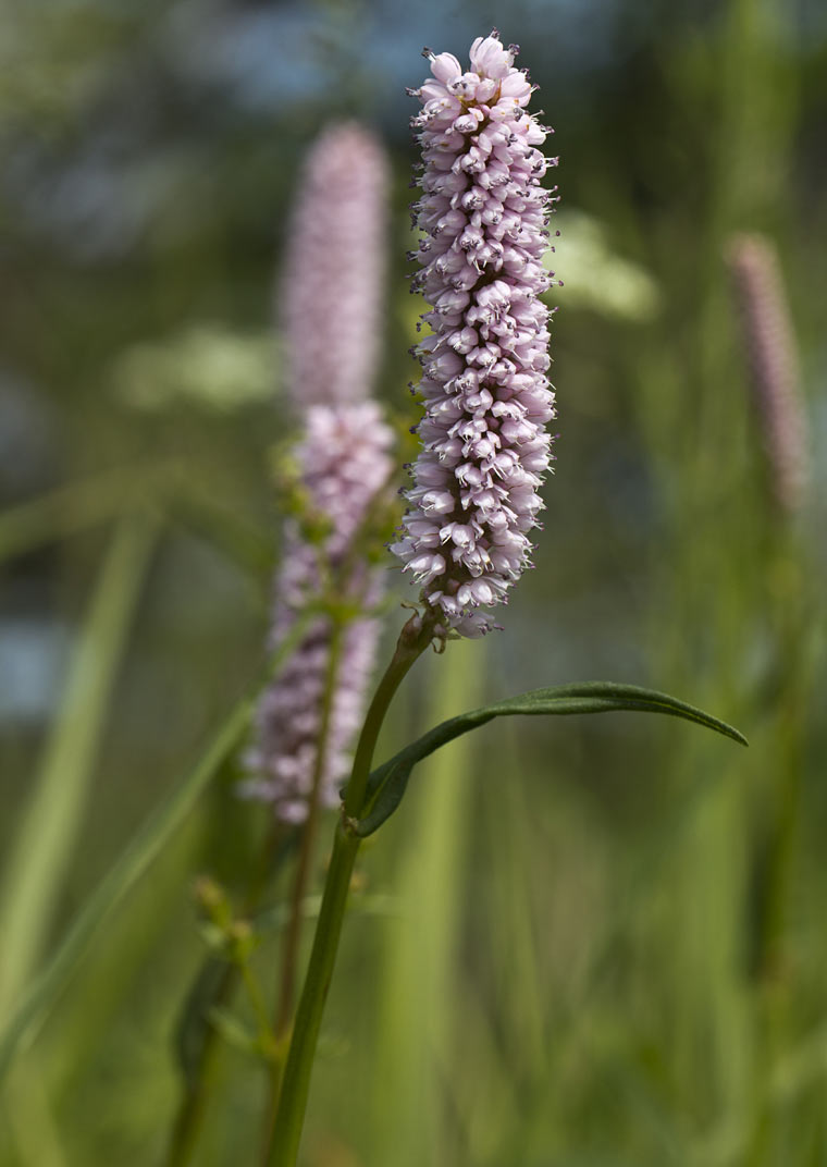 Изображение особи Bistorta officinalis.