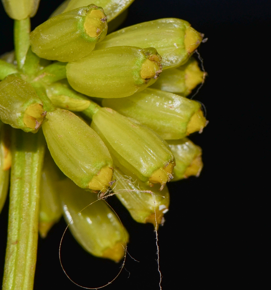 Image of Astydamia latifolia specimen.