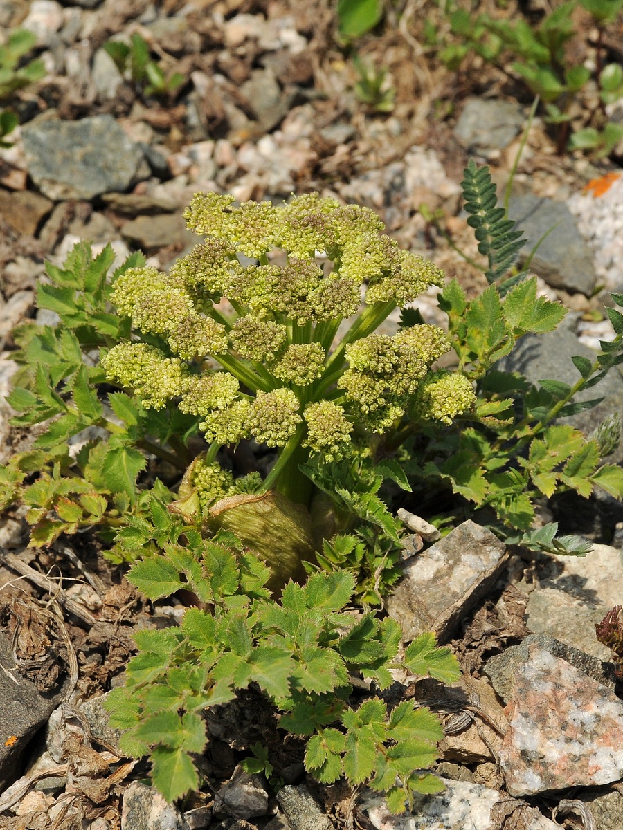 Image of Archangelica brevicaulis specimen.