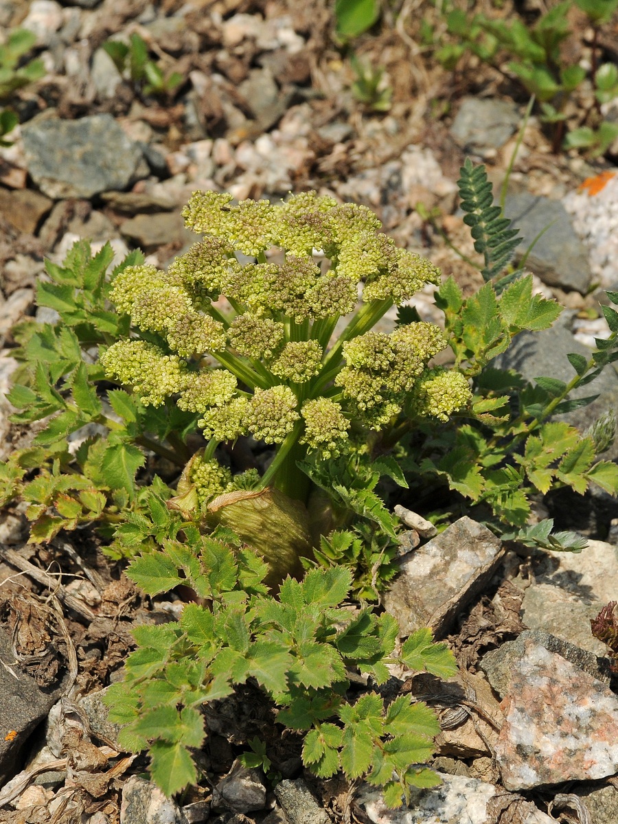 Изображение особи Archangelica brevicaulis.