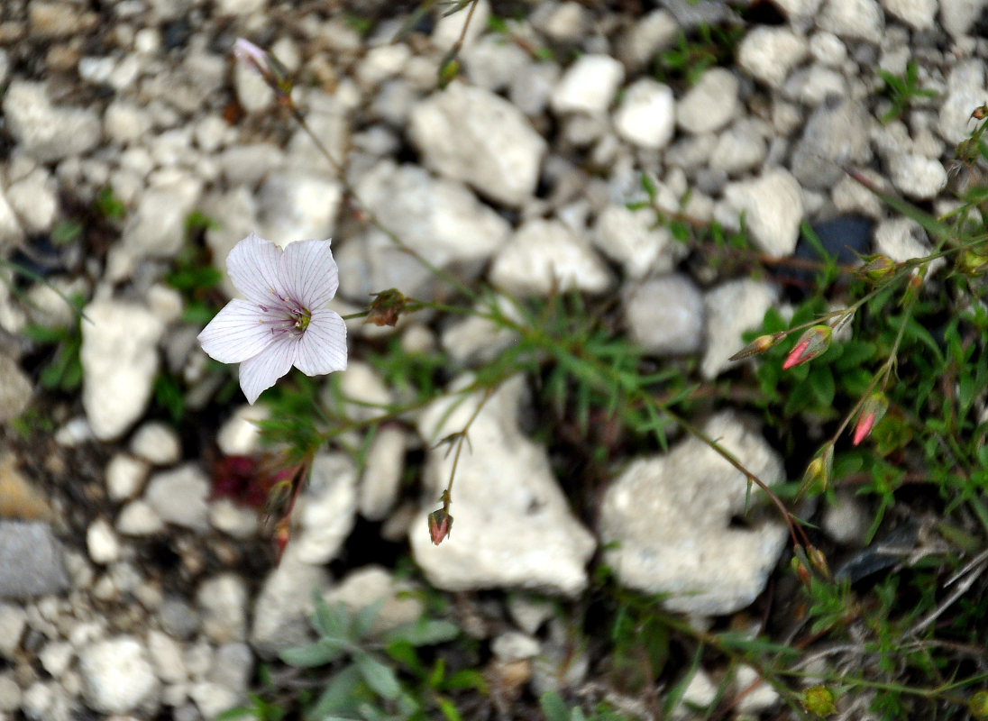 Image of Linum tenuifolium specimen.