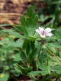 Geranium sibiricum. Верхушка цветущего растения. Амурская обл., Бурейский р-н, с. Виноградовка, огород. 23.07.2016.